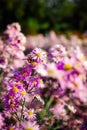 Bushy aster close up. Beautiful violet and yellow blooming flowers in the garden Royalty Free Stock Photo