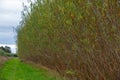 Bushy biomass willow coppice trees ready for harvesting - stock photo.jpg Royalty Free Stock Photo