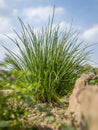 Bushy chives in a herb bed with sandstones and a blue sky from a low angle perspective