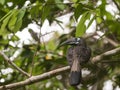 Bushy-Crested Hornbill wild living bird of Borneo