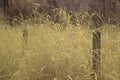 the bushy field of tall wild cogongrass weed.