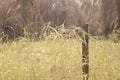 the bushy field of tall wild cogongrass weed.