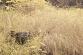 the bushy field of tall wild cogongrass weed.