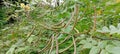 the bushy fruit of the wild plant Senna occidentalis