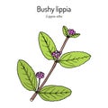 Bushy lippia Lippia alba , medicinal plant