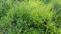 bushy meadow full of blue billygoat weeds