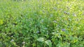 bushy meadow full of blue billygoat weeds