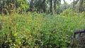 bushy meadow full of blue billygoat weeds