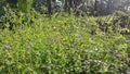 bushy meadow full of blue billygoat weeds