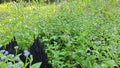 bushy meadow full of blue billygoat weeds