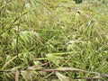 bushy meadow of wild themedia tiandra grass Royalty Free Stock Photo