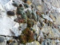 Bushy Moss on Rock Wall