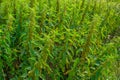 Bushy nettle bushes grow on the field. closeup fresh leaves