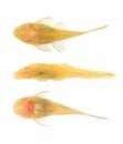 Bushy nose - Goldspot Ancistrus Albino