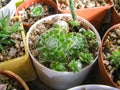 Sempervivum Arachnoideum Plant, Covered with Cobwebs, Close-Up, Among a Collection of Succulents Royalty Free Stock Photo