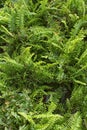 Bushy potty Boston fern plant