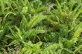 Bushy potty Boston fern plant