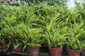 Bushy potty Boston fern plant