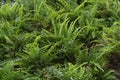 Bushy potty Boston fern plant