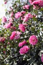 Bushy rose, with pink flowers