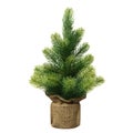 Bushy small green Christmas tree without decorations in a pot wrapped isolated on white background Royalty Free Stock Photo