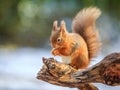 Bushy tailed red squirrel