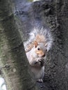 Bushy Tailed Squirrel Amongst the Trees,