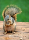Bushy Tailed Squirrel Eating
