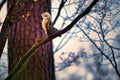 A bushy tailed squirrel on a limb.