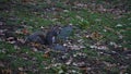 A bushy-tailed squirrel with paws to its mouth standing on scrubby grass and brown leaves in a city park. Royalty Free Stock Photo