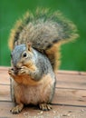 Bushy Tailed Tree Squirrel