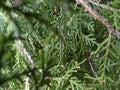 Bushy tree in the jungle