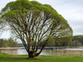 A bushy tree on the lake shore, the first spring greenery