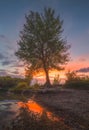 Bushy Tree at Sunset