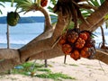Bushy Trees Beach Fruit