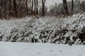 Bushy trees covered with snow. Winter Russia