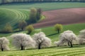 Bushy White Trees on a landscape