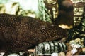 Bushymouth catfish. Ancistrus dolichopterus. Home aquarium fish Royalty Free Stock Photo