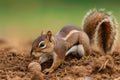 bushytailed squirrel digging up buried nut Royalty Free Stock Photo