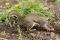 bushytailed squirrel digging up buried nut Royalty Free Stock Photo