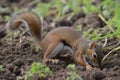 bushytailed squirrel digging up buried nut Royalty Free Stock Photo