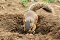 bushytailed squirrel digging up buried nut Royalty Free Stock Photo