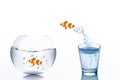 Business Challenge and Growth Concept : Goldfish escape from water in glass jumping to fishbowl.