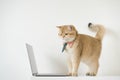 business concept with gold brittish cat costume with necktie and use laptop Royalty Free Stock Photo