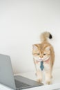 business concept with gold brittish cat costume with necktie and use laptop Royalty Free Stock Photo