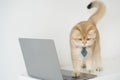 business concept with gold brittish cat costume with necktie and use laptop Royalty Free Stock Photo