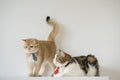 business with gold brittish and tabby scottish cat costume with necktie during smell and lick together