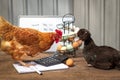 Business concept, hens having a small business meeting discussing egg production, accounts, pay raise, promotion and tax Royalty Free Stock Photo