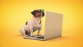 Business concept pet dog using laptop computer. Royalty Free Stock Photo