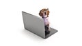 Business concept pet dog using laptop computer. Royalty Free Stock Photo